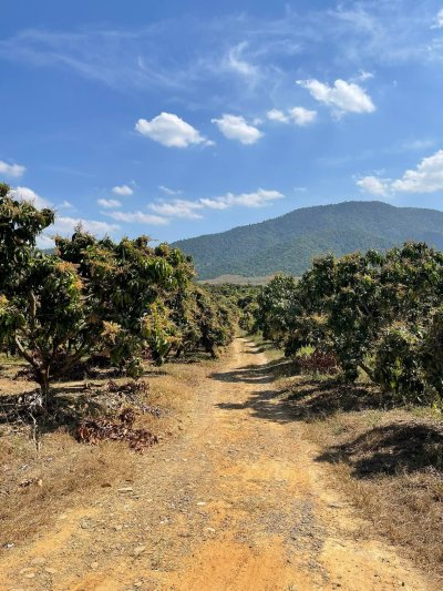ขายด่วนๆ สวนมะม่วง เอาแค่ไร่ละ 80,000บ. ต.หาดขาม อ.กุยบุรี จ.ประจวบคีรีขันธ์