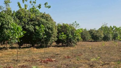 ที่ดินโฉนด สวนผสม ปลูกมะม่วง และไม้ป่า