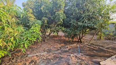 โฉนดครุฑแดงพร้อมโอน เนื้อที่ 2 งาน 64 ตารางวา ราคา 1,500,000 บาท