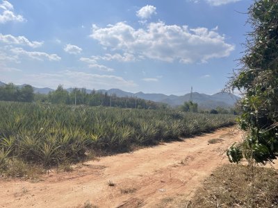 แบ่งขายที่ดินพร้อมสวนมะม่วง ไร่ละ 350,000บ.