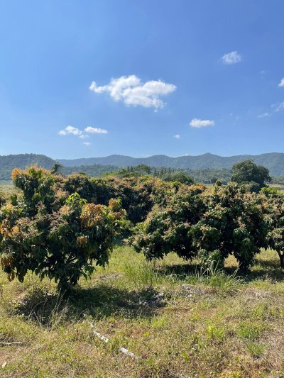 ขายด่วนๆ สวนมะม่วง เอาแค่ไร่ละ 80,000บ. ต.หาดขาม อ.กุยบุรี จ.ประจวบคีรีขันธ์