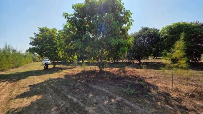 ที่ดินโฉนด สวนผสม ปลูกมะม่วง และไม้ป่า