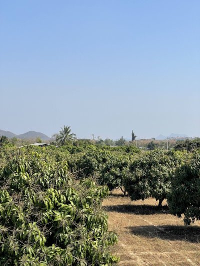 แบ่งขายที่ดินพร้อมสวนมะม่วง ไร่ละ 350,000บ.