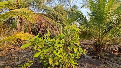 โฉนดครุฑแดงพร้อมโอน เนื้อที่ 2 งาน 64 ตารางวา ราคา 1,500,000 บาท