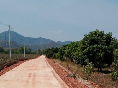 แบ่งขายที่ดินพร้อมสวนมะม่วง ไร่ละ 350,000บ.