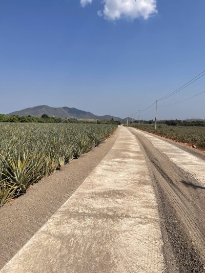 แบ่งขายที่ดินพร้อมสวนมะม่วง ไร่ละ 350,000บ.