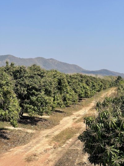 แบ่งขายที่ดินพร้อมสวนมะม่วง ไร่ละ 350,000บ.