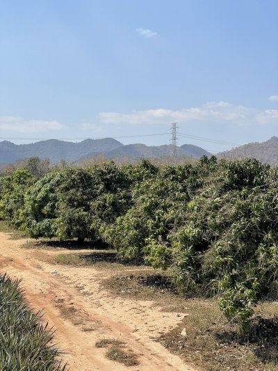 แบ่งขายที่ดินพร้อมสวนมะม่วง ไร่ละ 350,000บ.