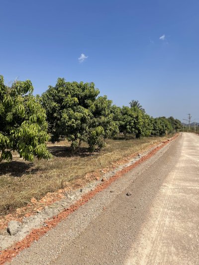 แบ่งขายที่ดินพร้อมสวนมะม่วง ไร่ละ 350,000บ.