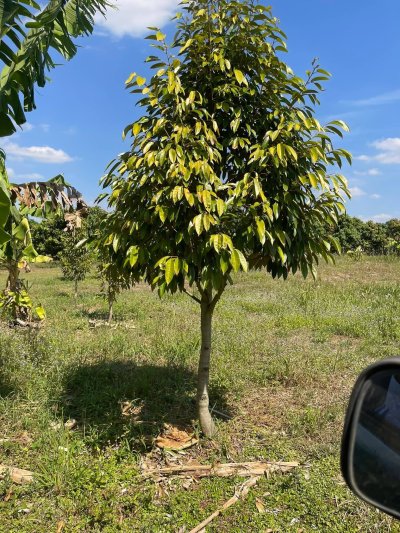 ขายด่วนๆ สวนมะม่วง เอาแค่ไร่ละ 80,000บ. ต.หาดขาม อ.กุยบุรี จ.ประจวบคีรีขันธ์