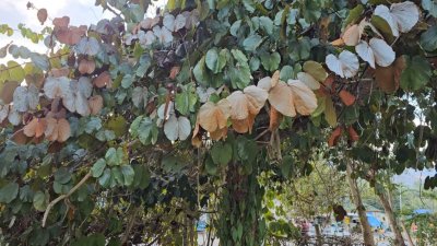 ที่ดินชายเขา วิวตะนาวศรี แหล่งชุมชน ใกล้แหล่งท่องเที่ยวสวนผึ้ง ,ระบบสาธารณูปโภค