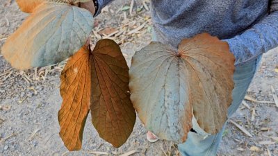 ที่ดินชายเขา วิวตะนาวศรี แหล่งชุมชน ใกล้แหล่งท่องเที่ยวสวนผึ้ง ,ระบบสาธารณูปโภค