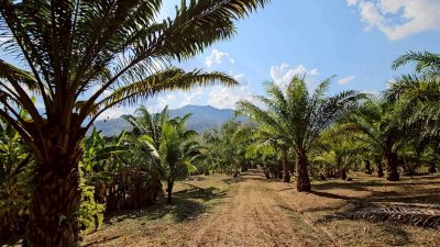 ที่ดินชายเขา วิวตะนาวศรี แหล่งชุมชน ใกล้แหล่งท่องเที่ยวสวนผึ้ง ,ระบบสาธารณูปโภค