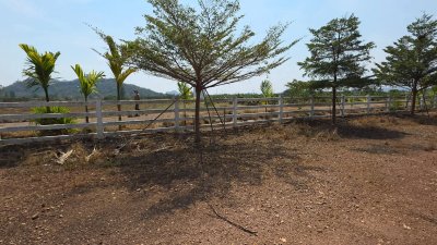 แปลงนี้สวย ริมคลองชลประทาน ต.เขาแร้ง อ.เมืองราชบุรี จ.ราชบุรี