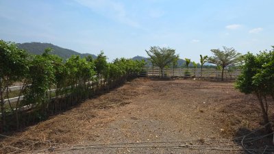 แปลงนี้สวย ริมคลองชลประทาน ต.เขาแร้ง อ.เมืองราชบุรี จ.ราชบุรี