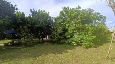 ขายบ้านสวน บ้านไม้ และสวนผลไม้ ทุเรียน เงาะ ลองกอง มังคุด