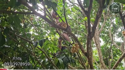 ขายบ้านสวน บ้านไม้ และสวนผลไม้ ทุเรียน เงาะ ลองกอง มังคุด