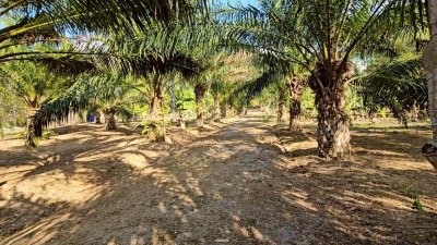 ที่ดินชายเขา วิวตะนาวศรี แหล่งชุมชน ใกล้แหล่งท่องเที่ยวสวนผึ้ง ,ระบบสาธารณูปโภค