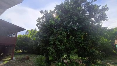 ขายบ้านสวน บ้านไม้ และสวนผลไม้ ทุเรียน เงาะ ลองกอง มังคุด