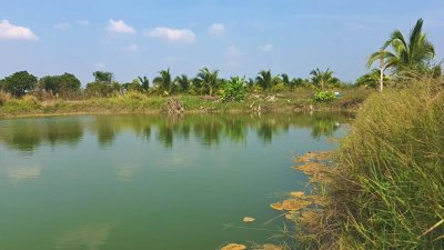 ที่ดินสวนเกษตร 19ไร่กว่า ต.ทุ่งหลวง อ.ปากท่อ จ.ราชบุรี