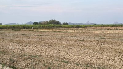 ที่ดินสวนเกษตร 19ไร่กว่า ต.ทุ่งหลวง อ.ปากท่อ จ.ราชบุรี