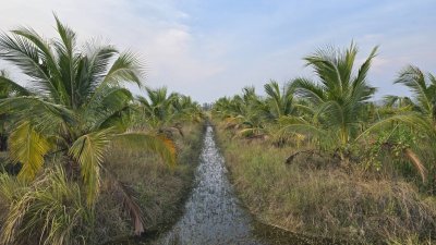 ที่ดินสวนเกษตร 19ไร่กว่า ต.ทุ่งหลวง อ.ปากท่อ จ.ราชบุรี