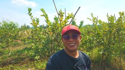 ที่ดินสวนเกษตร 19ไร่กว่า ต.ทุ่งหลวง อ.ปากท่อ จ.ราชบุรี