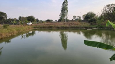 ที่ดินสวนเกษตร 19ไร่กว่า ต.ทุ่งหลวง อ.ปากท่อ จ.ราชบุรี