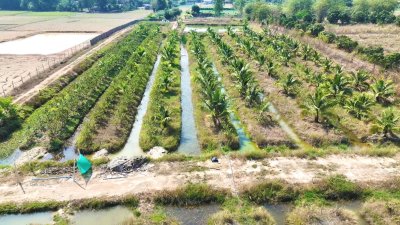 ที่ดินสวนเกษตร 19ไร่กว่า ต.ทุ่งหลวง อ.ปากท่อ จ.ราชบุรี