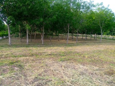 ขายที่ดินโฉนดจังหวัดเลย เจ้าของขายเอง แปลงสวยบนเนินเขา 15 ไร่