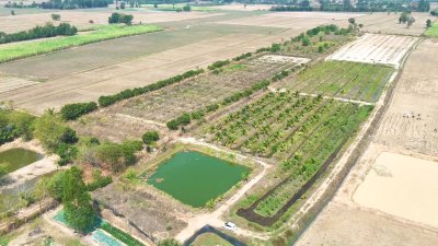 ที่ดินสวนเกษตร 19ไร่กว่า ต.ทุ่งหลวง อ.ปากท่อ จ.ราชบุรี