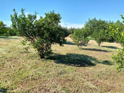 ขายที่ดินโฉนดจังหวัดเลย เจ้าของขายเอง แปลงสวยบนเนินเขา 15 ไร่