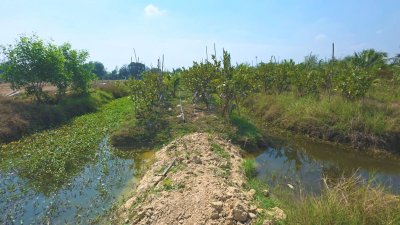 ที่ดินสวนเกษตร 19ไร่กว่า ต.ทุ่งหลวง อ.ปากท่อ จ.ราชบุรี