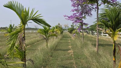 ที่ดินสวนเกษตร ปลูกไม้ผล ไม้ยืนต้น 2 ไร่ 2 งาน 1,600,000 บาท