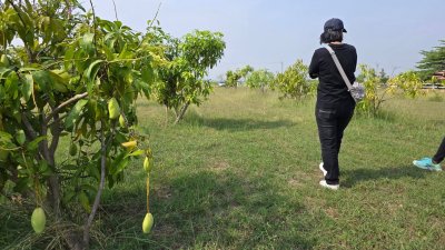 ที่ดินสวนเกษตร ปลูกไม้ผล ไม้ยืนต้น 2 ไร่ 2 งาน 1,600,000 บาท