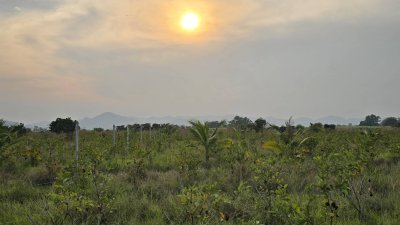 ที่ดินสวนเกษตร 19ไร่กว่า ต.ทุ่งหลวง อ.ปากท่อ จ.ราชบุรี