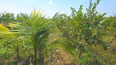 ที่ดินสวนเกษตร 19ไร่กว่า ต.ทุ่งหลวง อ.ปากท่อ จ.ราชบุรี