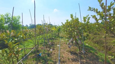 ที่ดินสวนเกษตร 19ไร่กว่า ต.ทุ่งหลวง อ.ปากท่อ จ.ราชบุรี