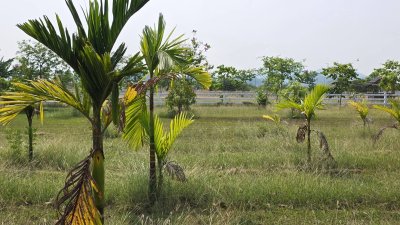 ที่ดินสวนเกษตร ปลูกไม้ผล ไม้ยืนต้น 2 ไร่ 2 งาน 1,600,000 บาท