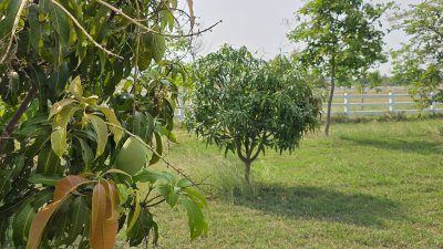 ที่ดินสวนเกษตร ปลูกไม้ผล ไม้ยืนต้น 2 ไร่ 2 งาน 1,600,000 บาท