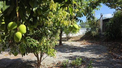 บ้านสวนชั้นเดียว ใกล้ตลาดจอมบึง ต.จอมบึง อ.จอมบึง จ.ราชบุรี