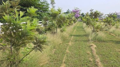 ที่ดินสวนเกษตร ปลูกไม้ผล ไม้ยืนต้น 2 ไร่ 2 งาน 1,600,000 บาท
