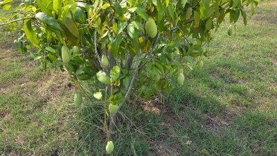 ที่ดินสวนเกษตร ปลูกไม้ผล ไม้ยืนต้น 2 ไร่ 2 งาน 1,600,000 บาท