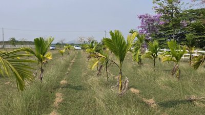 ที่ดินสวนเกษตร ปลูกไม้ผล ไม้ยืนต้น 2 ไร่ 2 งาน 1,600,000 บาท
