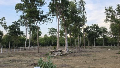 ที่ดินโฉนด ถนนกว้าง ใกล้รพ.และตลาดจอมบึง 10นาที เริ่มต้น 200 ตารางวา