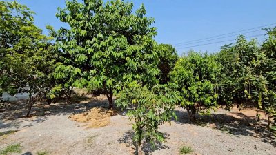 ที่ดินโฉนดพร้อมบ้าน ใกล้ตลาดจอมบึง ติดถนน 2 ด้าน ต.จอมบึง อ.จอมบึง จ.ราชบุรี