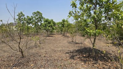 บ้านสวน ปลูกต้นไม้หลากชนิด ต.จอมบึง อ.จอมบึง จ.ราชบุรี