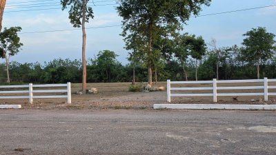 ที่ดิน 2 ไร่ ถนนหน้าแปลงกว้าง 10ม.+ พร้อมไฟฟ้า น้ำประปา ล้อมรั้ว