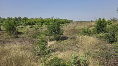 ที่ดินโฉนดติดคลอง 1 ไร่ 600,000 บาท ต.เขาขลุง อ.บ้านโป่ง จ.ราชบุรี