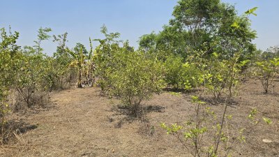 บ้านสวน ปลูกต้นไม้หลากชนิด ต.จอมบึง อ.จอมบึง จ.ราชบุรี